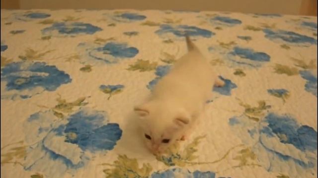 Маленькая леди - тайский котёнок и её кавалеры! Тайские кошки - это чудо! Funny Cats смотреть онлайн