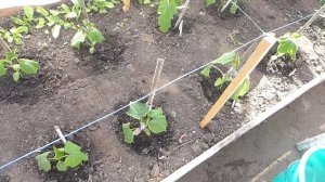 Уход за огурцами через неделю после высадки. Первая подкормка