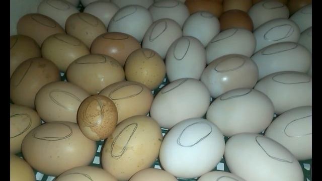 Первая инкубация мускусной утки,шипуны, совместная инкубация. musk duck,#ВЕСТУШКИ смотреть онлайн