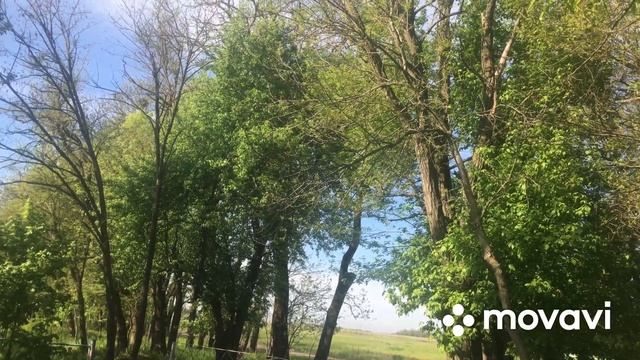 Ряска сбор / наша земля ( русская) в аренде . Но не у нас ! смотреть онлайн