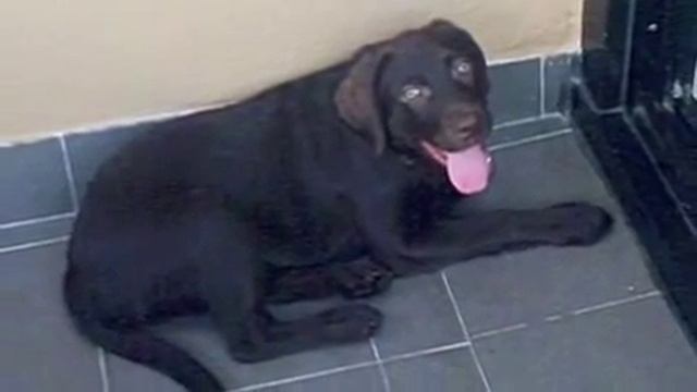 TABAC Labrador Retriever Chocolate смотреть онлайн