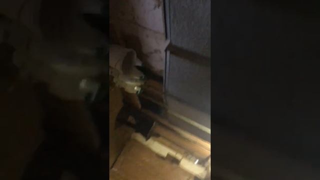 Чем зимой кормить вьетнамских свиней. смотреть онлайн