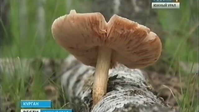 Челябинск Досуг Грибная охота в июне месяце 2011 смотреть онлайн