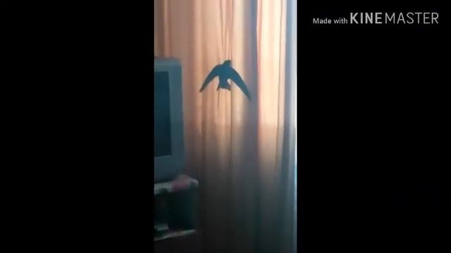 К нам в дом залетела птица УЖАС!!!!!!? смотреть онлайн