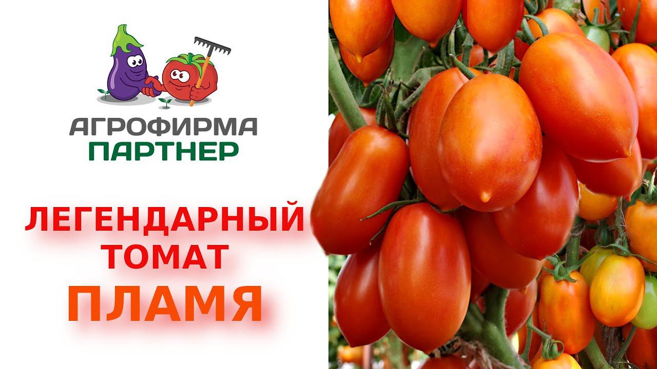 Легендарный томат Пламя F1 – золотой фонд отечественной селекции смотреть онлайн