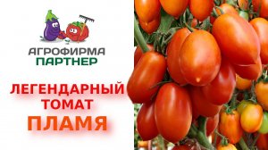 Легендарный томат Пламя F1 – золотой фонд отечественной селекции