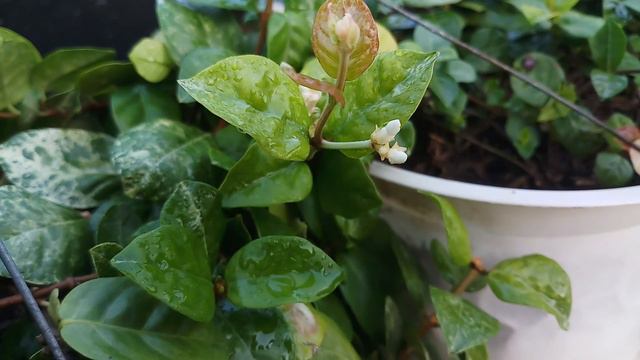 Trồng cây thằn lằn cẩm thạch khi nào nở hoa? смотреть онлайн