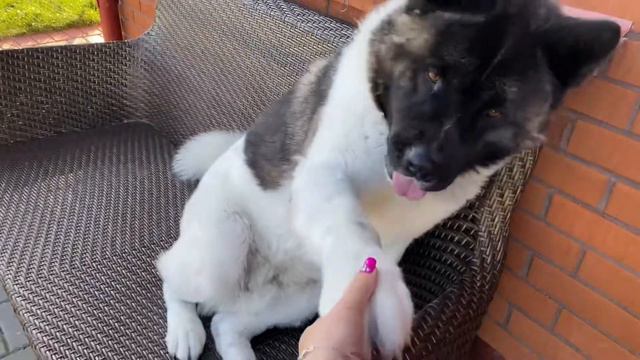 Жорик/Американская акита/American Akita