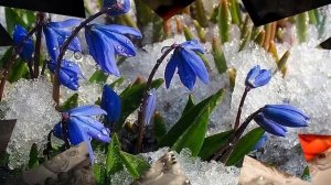 Первые цветы  весной