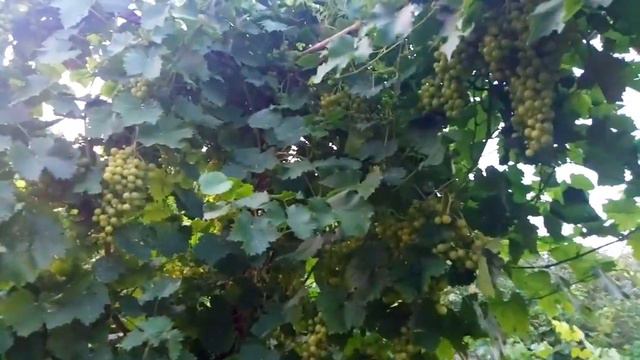 Обзор виноградника в конце июля смотреть онлайн