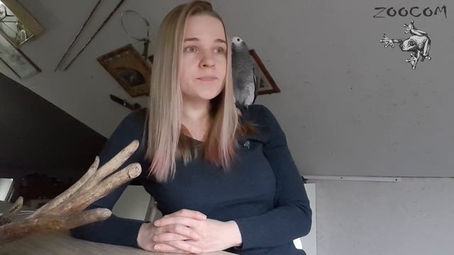 Пособие по разведение тараканов. Накормим лягух в кризис! смотреть онлайн