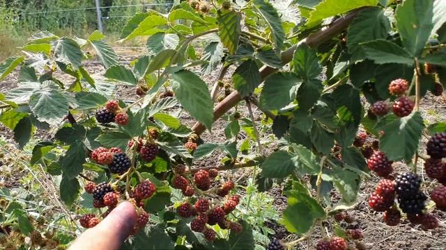 СОРТ ЕЖЕВИКИ ИЗ КНИГИ РЕКОРДОВ ГИННЕССА!!! СУПЕР СОРТ! СОРТ ДОЙЛ. смотреть онлайн