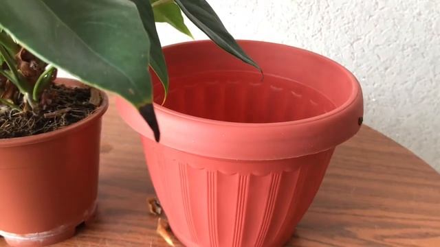 387. Антуриум или мужское счастье. Пересадка и уход. смотреть онлайн