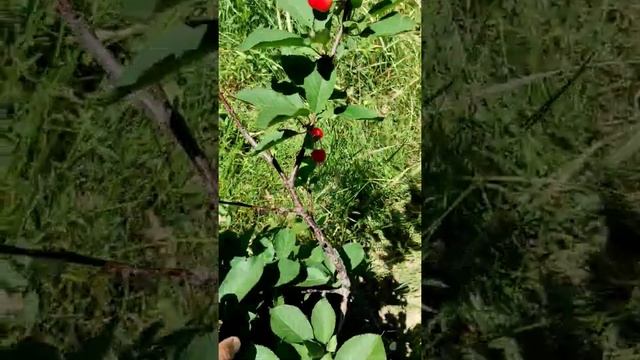 Шпанка урожай дала на 4-й год после посадки смотреть онлайн