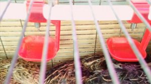 Перепелка. Перепел домашний. Условия и содержание перепелок. (Часть-2).