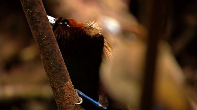 Райские птицы - Эпизод 1. Большая райская птица - Документальный фильм смотреть онлайн