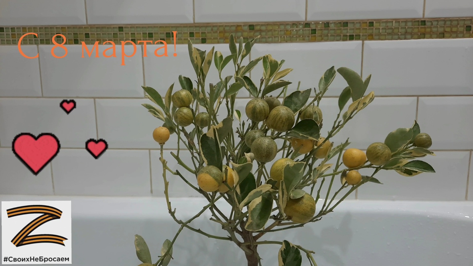 Цитрофортунелла или Каламондин Вариегатный. Calamondin Citrofortunella Microcarpa Variegated.