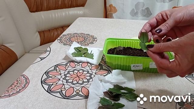 Комнатные цветы/растения. Декабристы на бутонах. Размножение декабристов сегментами листа. смотреть онлайн