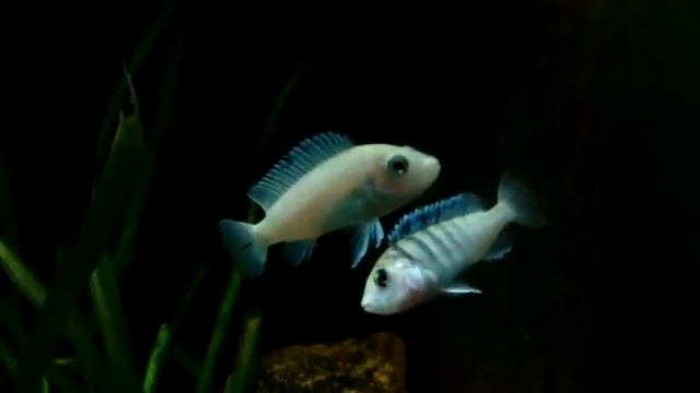 Labidochromis chisumulae female being territorial смотреть онлайн