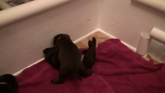 Day 35 - Mocha's Chocolate Labrador Retriever Puppies are 5 Weeks! смотреть онлайн