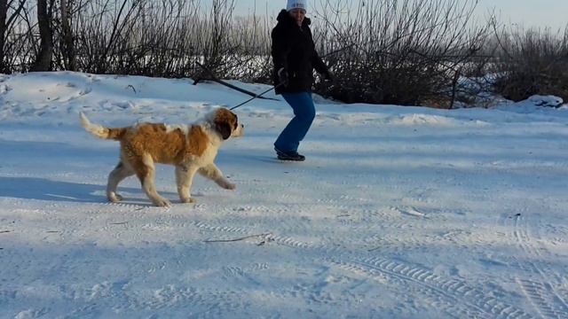 ЕНИСЕЙСКОЕ СОЗВЕЗДИЕ СЕКРЕТНАЯ МИССИЯ смотреть онлайн