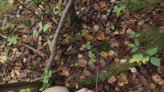 ОСЕННИЕ ОПЯТА 2020/ГРИБНОЙ РАЙ/ОПЯТА ВЕЗДЕ/ЦЕЛЫЙ ЛЕС ОПЯТ смотреть онлайн