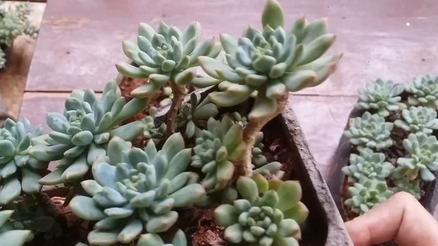 || XSEDEVERIA BLUE ELF || CARE TIPS ||
