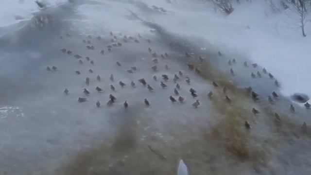 Аварькшнесь и свахань мора (cвадебный плач невесты и песня свахи) смотреть онлайн