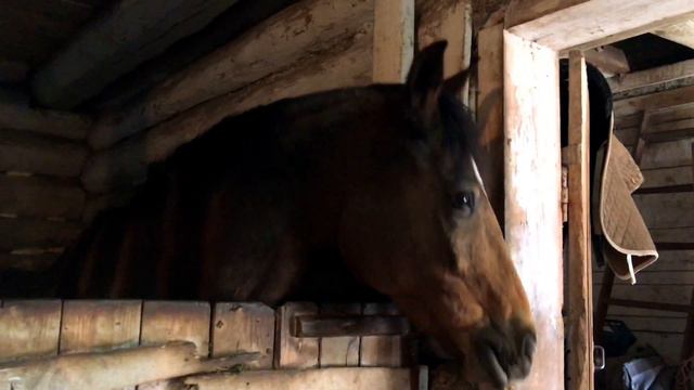 Катаемся на лошадях. Они такие удивительные смотреть онлайн