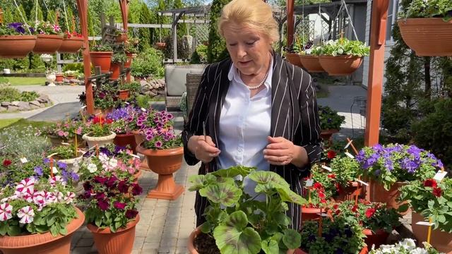 Почему не цветёт пеларгония? смотреть онлайн