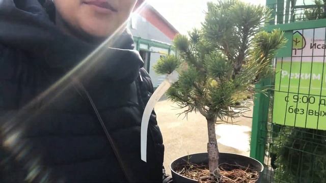 ВЛОГ САДОВОДЫ-ЛЮБИТЕЛИ