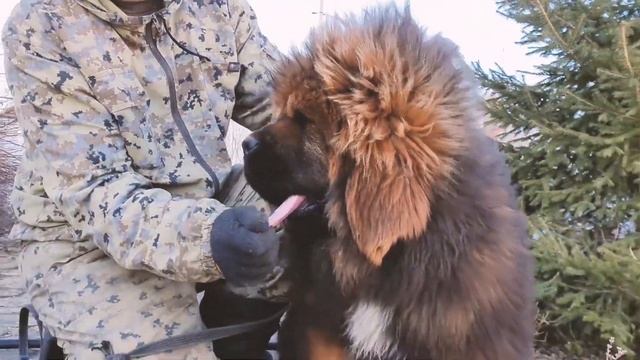 Щенок тибетского мастифа львиного типа. Белый Лекарь РаМун - 4 мес. 100% Китай смотреть онлайн