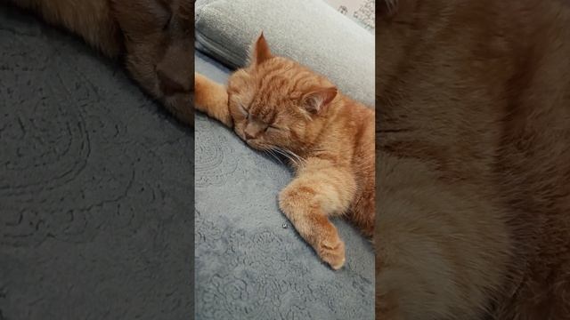 Моя кошка точно знает что не пропадет?#доверие #вера #молитва #забота #страх