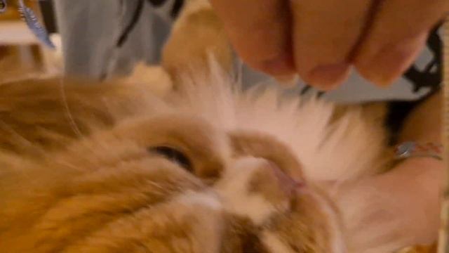 Самоучитель по кормлению кота ^_^ смотреть онлайн