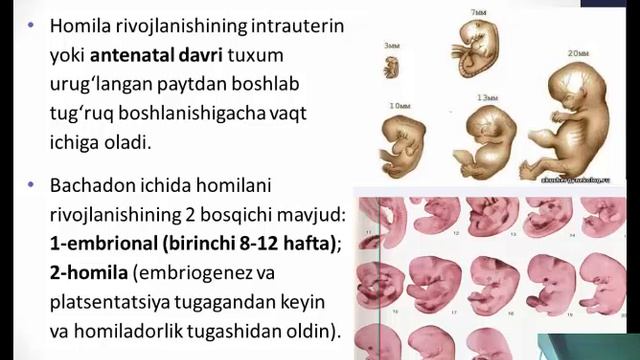 Akusherlik va perionalogiya смотреть онлайн