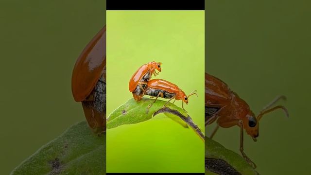 Prosumer Nikon L810 Macro Lens for Smartphone смотреть онлайн