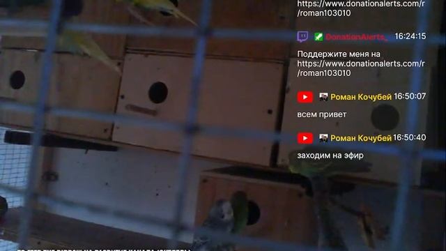 Разведение волнистых попугаев смотреть онлайн