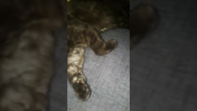 Наша Багира отдыхает. смотреть онлайн