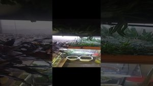 Эпифиллум. Ожидание цветения.