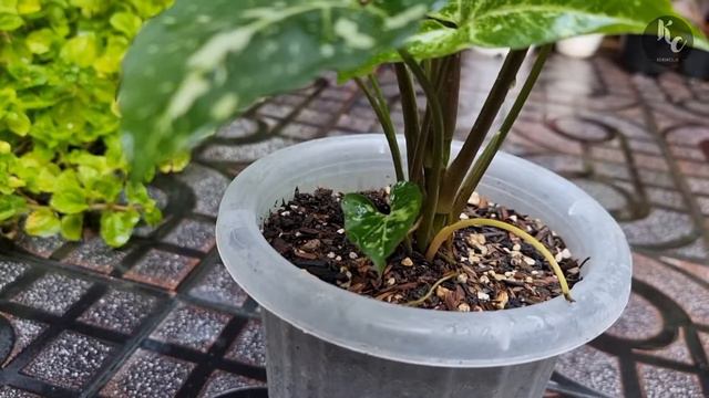 Tips Agar Corak Syngonium Panda Galaxy Keluar