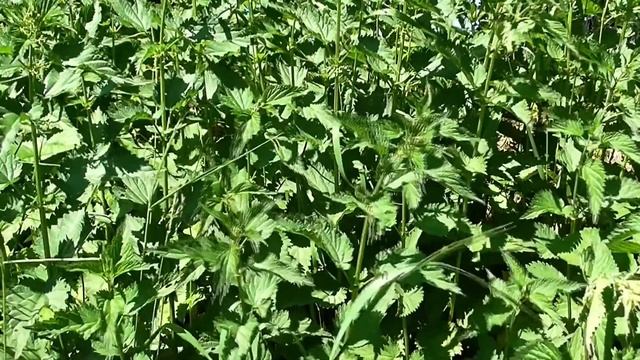 Крапива под микроскопом. Название. Доклад для детей 2-5 классов - Домашний лекарь - выпуск №63 смотреть онлайн