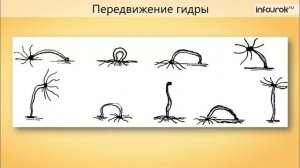 Кишечнополостные  Общая характеристика