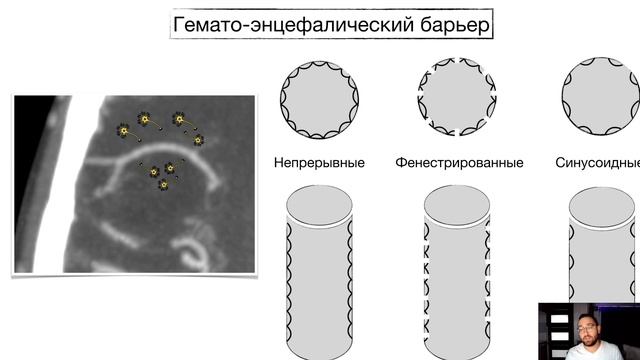 ГЕМАТО-ЭНЦЕФАЛИЧЕСКИЙ БАРЬЕР (ГЭБ) | Нейрофизиология смотреть онлайн