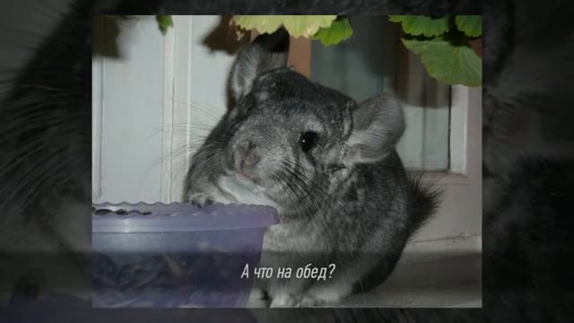MEDIA PROJECT СУЕТЛИВЫЕ ШИНШИЛЛЫ смотреть онлайн