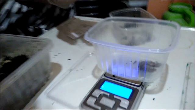 Обзор Дендры от ювенила до маточника. По просьбе подписчиков смотреть онлайн