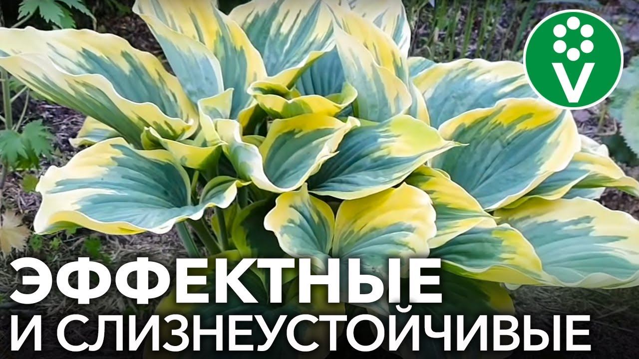 10 СОРТОВ ХОСТ, КОТОРЫЕ ДОЛЖНЫ БЫТЬ В КАЖДОМ САДУ! смотреть онлайн