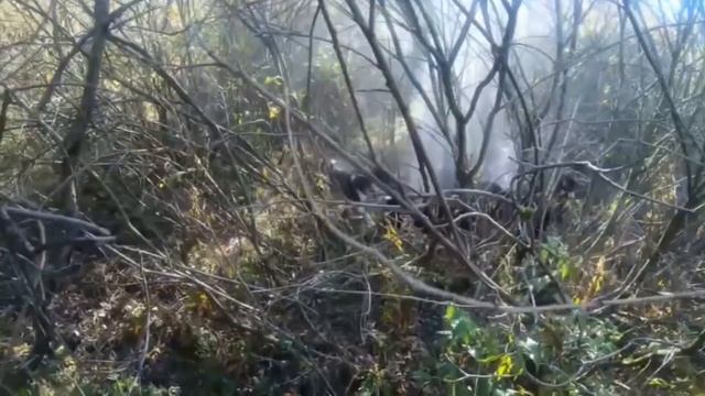 Открытие загонной охоты 2021 в Беларуси с русско-европейскими лайками #7 смотреть онлайн