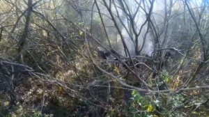 Открытие загонной охоты 2021 в Беларуси с русско-европейскими лайками #7