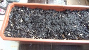 Вырастил редис на подоконнике От посева до Урожая!