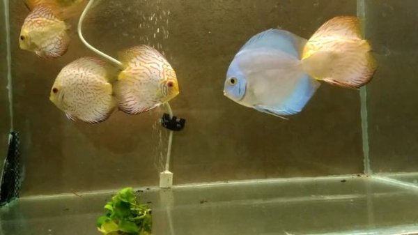 #Дискус в 250 л #аквариуме. Diskus im 250l Aquarium .Discus Planted Tank.Содержание, кормление.